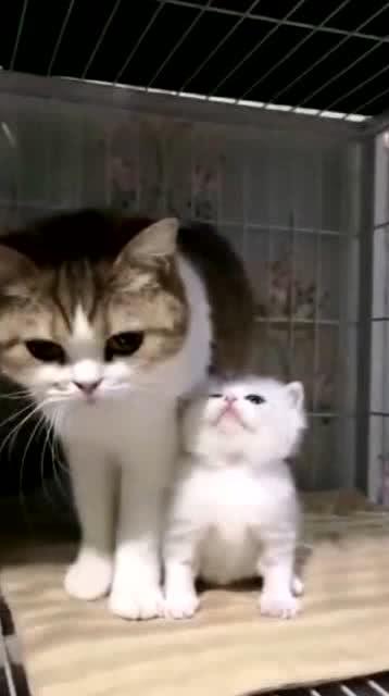 娱乐吃瓜酱猫妈妈,揭秘娱乐圈背后的温馨故事